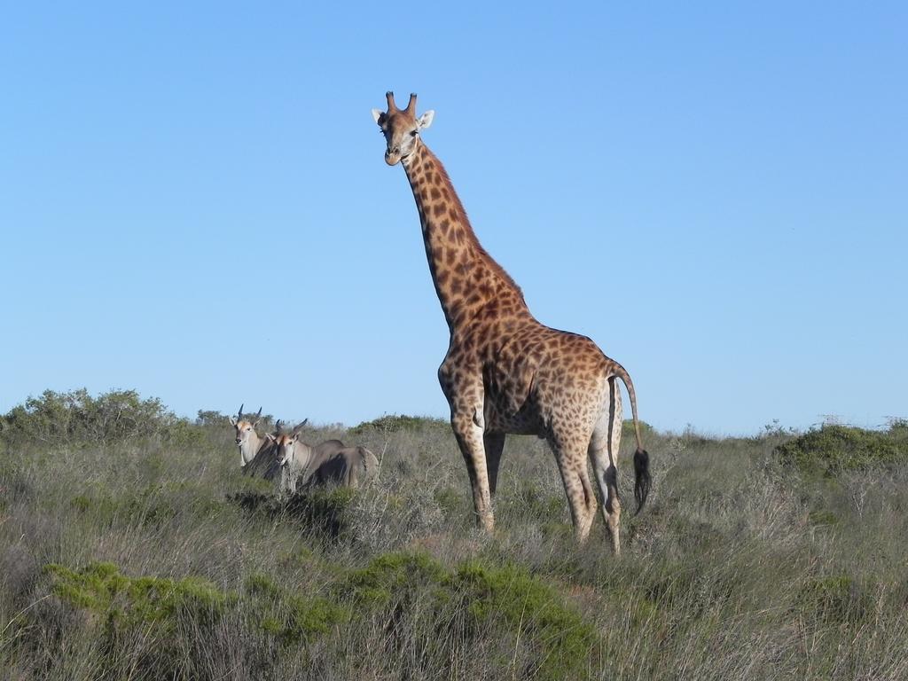 Thali Thali Game Lodge Langebaan Ngoại thất bức ảnh