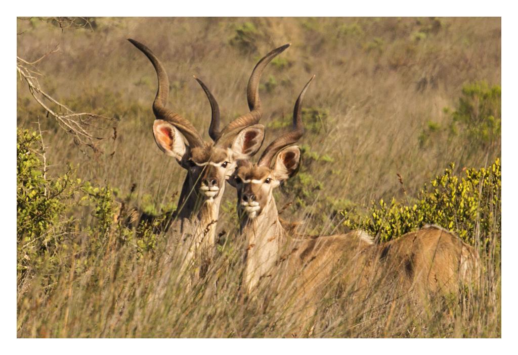 Thali Thali Game Lodge Langebaan Ngoại thất bức ảnh